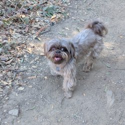 Doggie Styles - Chewbacca's haircutt