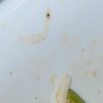 Pho Tai Restaurant - multiple bugs in 3 vegan pho dishes 04/09/23 6:25pm - Thai Near Me - Madison Heights, Michigan Pho Tai Restaurant - multiple bugs in 3 vegan pho dishes 04/09/23 6:25pm - Thai Near Me - Madison Heights, Michigan