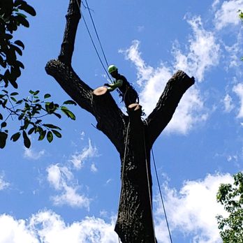 Wisdom Tree Service - Tree Services Near Me - Manassas, Virginia Wisdom Tree Service - Tree Services Near Me - Manassas, Virginia