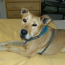 J9 Loves Pets - Ogy from Dogtown, UT