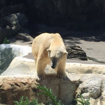 Bronx Zoo - Hey there fella - Zoos Near Me - Bronx, New York