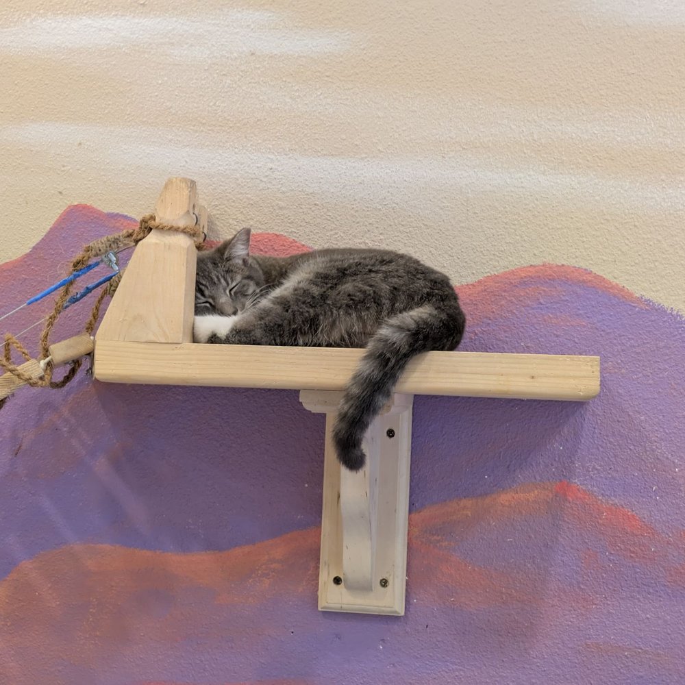 Catopia Cat Cafe - Cat - Pet Adoption Near Me - Albuquerque, New Mexico
