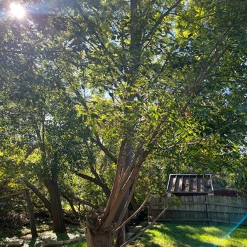 Team Sasquatch - The image shows a large, mature tree with multiple trunks and dense green foliage in a backyard setting. Sunlight streams through the leaves, creating bright patches and lens flare effects. A wooden fence and a small structure with a sloped roof are visible in the background, along with a grassy area and some logs on the ground. - Tree Services Near Me