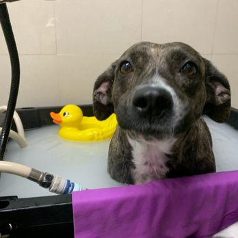 Wags 2 Whiskers - There Clean micrbubbles!! - Pet Sitting Near Me - Culver City, California