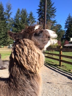 Vashon Llamas by null