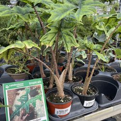 Vandermeer Nursery - Vandermeer Nursery & Garden Centre