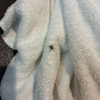 BLVD Hotel & Studios - Spider #2, Spider #1 not pictured - Hotels Near Me - Studio City, California BLVD Hotel & Studios - Spider #2, Spider #1 not pictured - Hotels Near Me - Studio City, California