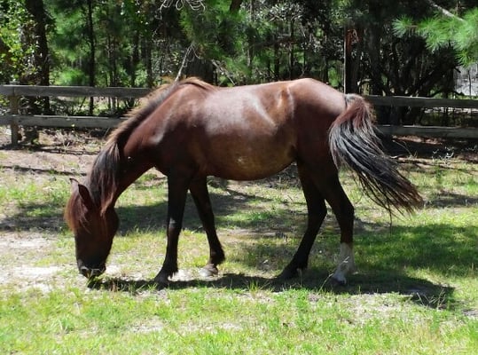 Corolla Wild Horse Fund by null