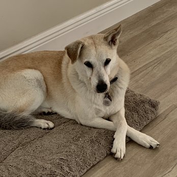 Lolly's Pet Sitting - Pet Sitting Near Me Lolly's Pet Sitting - Pet Sitting Near Me