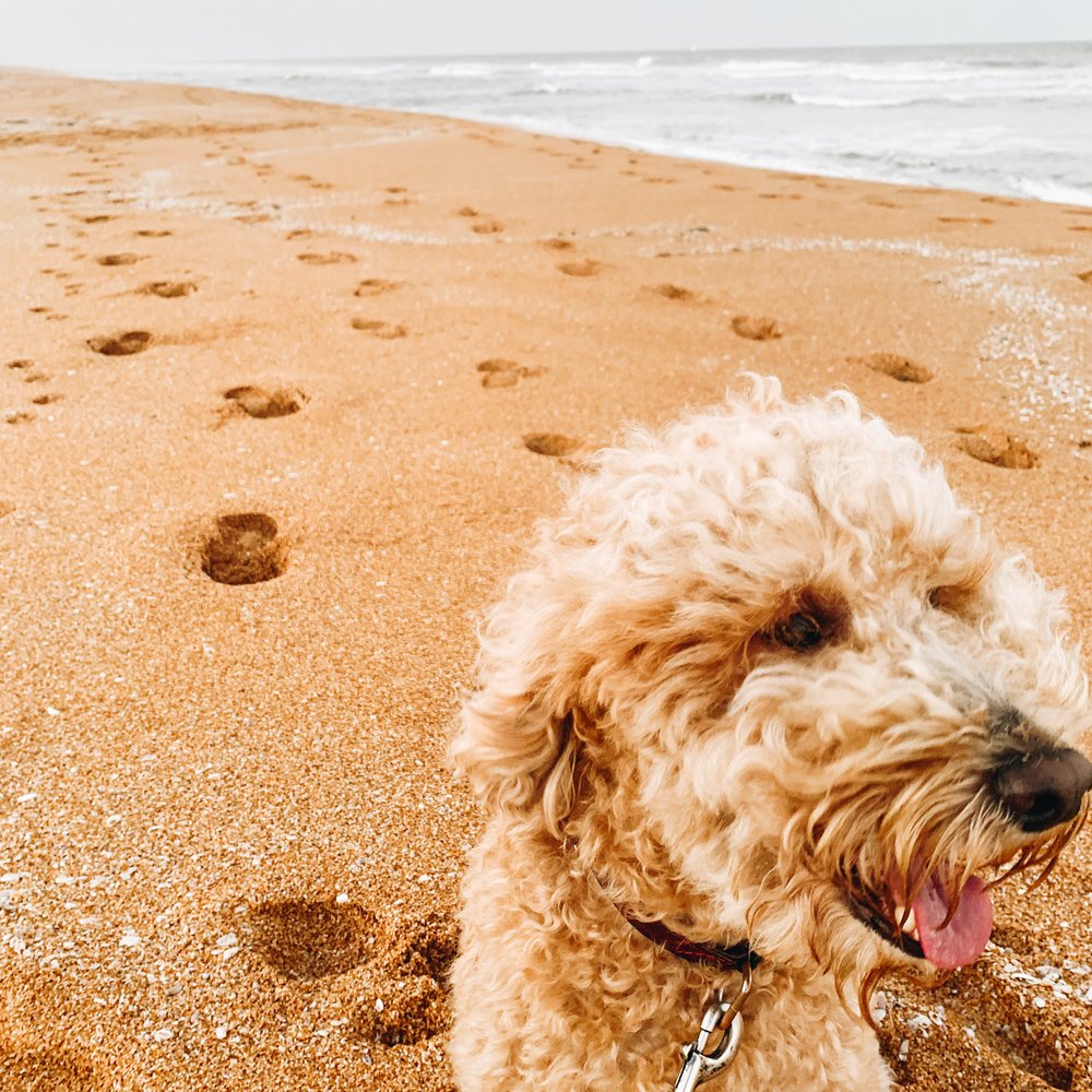 Are Dogs Allowed On The Beach In Daytona