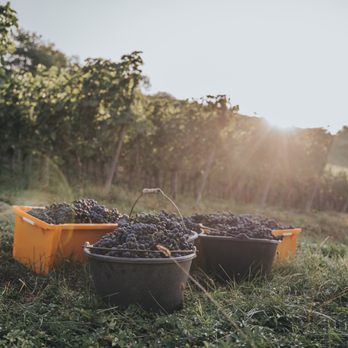 Weingut Max Markert - Wineries Near Me - Eibelstadt, BY Weingut Max Markert - Wineries Near Me - Eibelstadt, BY