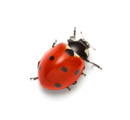 A Fact Pest & Termite