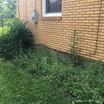 MLS Landscape and Design - Pittsburgh - More weed growth - Lawn Services Near Me - Pittsburgh, Pennsylvania MLS Landscape and Design - Pittsburgh - More weed growth - Lawn Services Near Me - Pittsburgh, Pennsylvania