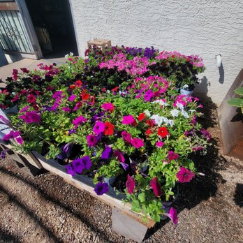 A & P Nursery - Nurseries & Gardening Near Me - Gilbert, Arizona