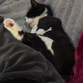 PawsVIP - Oscar's hair is growing back. We may have to keep his hair short because he is so much happier when his hair isn't tangled. - Pet Groomers Near Me - Seattle, Washington