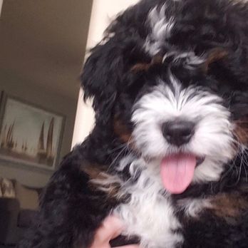 Grand Canyon Bernedoodles - The ADORABLENESS!!! - Pet Breeders Near Me Grand Canyon Bernedoodles - The ADORABLENESS!!! - Pet Breeders Near Me