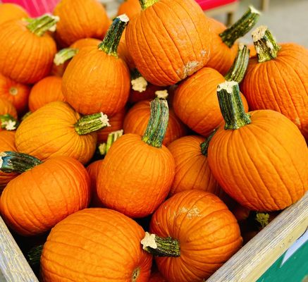 Jerry Smith Pumpkin Farm by null