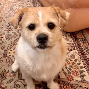 Burr Ridge Veterinary Clinic - Benji Simmons - Veterinarians Near Me - Darien, Illinois