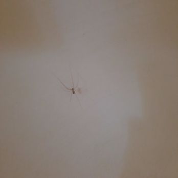 Motel 6 - Spider living in the tub - Hotels Near Me - York, Pennsylvania Motel 6 - Spider living in the tub - Hotels Near Me - York, Pennsylvania