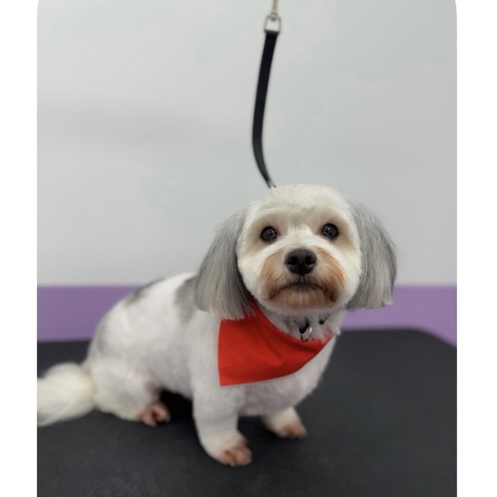 Pawssentials - Pet Groomers Near Me - Milpitas, California Pawssentials - Pet Groomers Near Me - Milpitas, California