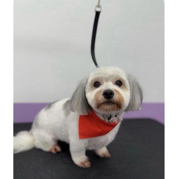 Pawssentials - Pet Groomers Near Me - Milpitas, California