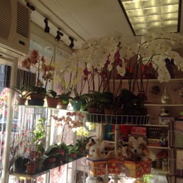 These are some of her wonderful orchids.