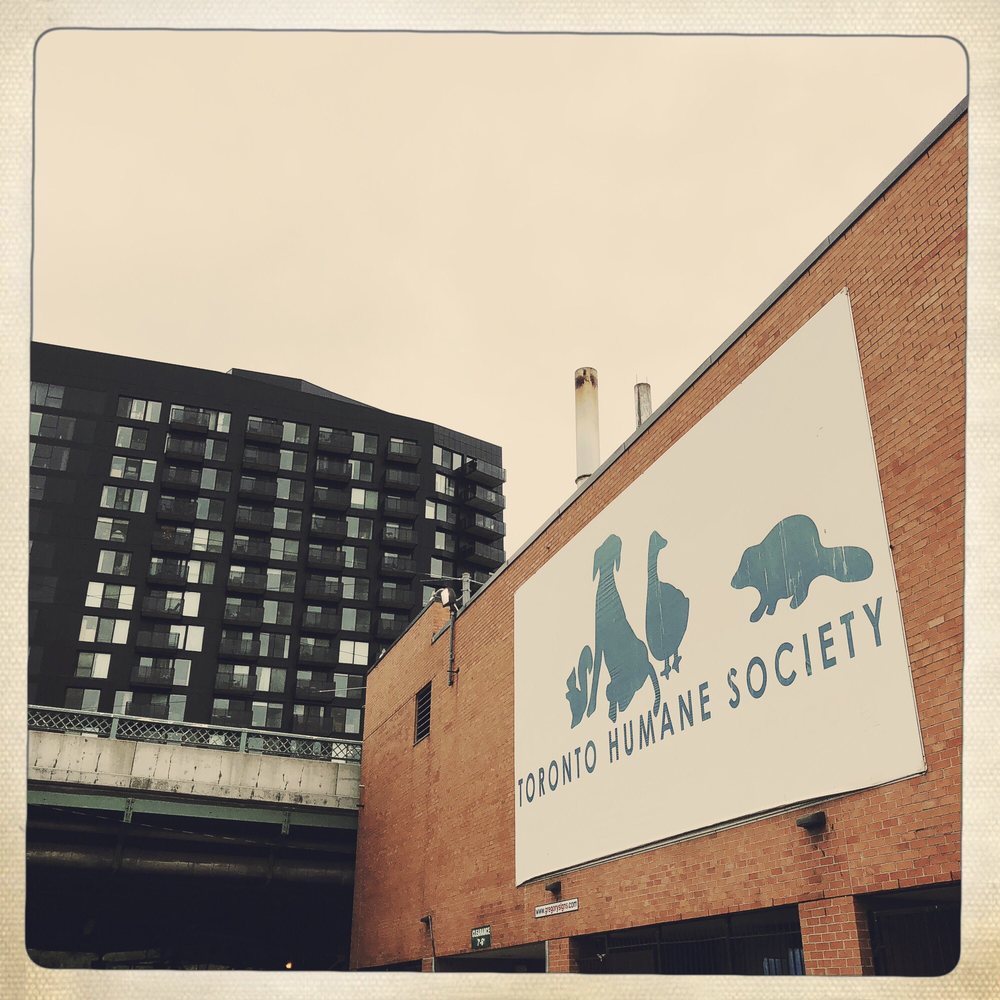 toronto humane society euthanasia cost