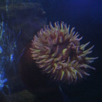 Sea Life Centre - Aquariums Near Me - Brighton, BNH