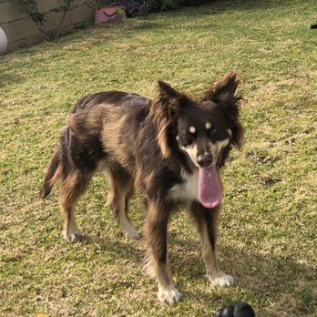 Pawsh Grooming - Before trim - fuzzy growth everwhere - Pet Groomers Near Me Pawsh Grooming - Before trim - fuzzy growth everwhere - Pet Groomers Near Me