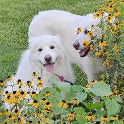 Arenac Bay Veterinary Services - Josie and Olive