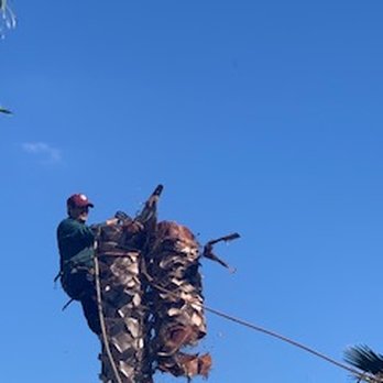 Four Seasons Tree Service - Tree Services Near Me - Houston, Texas Four Seasons Tree Service - Tree Services Near Me - Houston, Texas