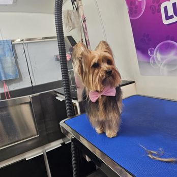 Luxury Paws - Pet Groomers Near Me - Jarrell, Texas Luxury Paws - Pet Groomers Near Me - Jarrell, Texas