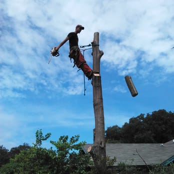 Tealz Trees - Tree Services Near Me - Seffner, Florida Tealz Trees - Tree Services Near Me - Seffner, Florida