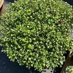 Deerfield Greenhouse & Floral