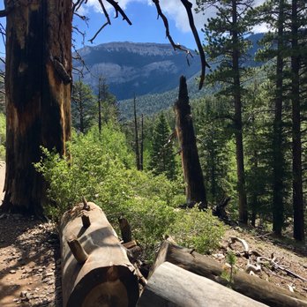 Bristlecone Trail - Hiking Near Me - Mount Charleston, Nevada