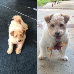 Bergin before grooming and after looking so happy!!