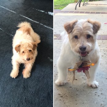 Elenas Canine Designs - Bergin before grooming and after looking so happy!! - Pet Groomers Near Me