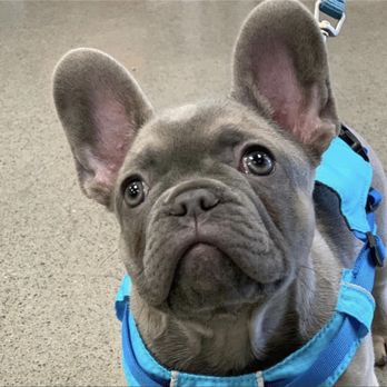 Dee-O-Gee Missoula - Aspen, a cute pup wearing his new ruff wear harness! - Pet Groomers Near Me - Missoula, Montana Dee-O-Gee Missoula - Aspen, a cute pup wearing his new ruff wear harness! - Pet Groomers Near Me - Missoula, Montana