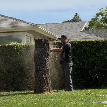 Tony's BC Tree Service - Tree Services Near Me - Orange, California Tony's BC Tree Service - Tree Services Near Me - Orange, California