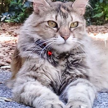 Baseline Animal Hospital - Sugar before she got sick...Dr.Aten fixed her up - Veterinarians Near Me - Ocala, Florida