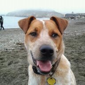 Good Mojo Pet Care - Happy customer at his favorite place in the world!  da beach!! - Dog Walkers Near Me