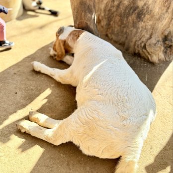 OC Zoo Irvine Regional Park - Goat! - Parks Near Me - Orange, California OC Zoo Irvine Regional Park - Goat! - Parks Near Me - Orange, California