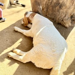 OC Zoo Irvine Regional Park - Goat!