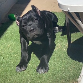 Paw Factory - Highpowers onyx - Pet Stores Near Me - Bloomington, California