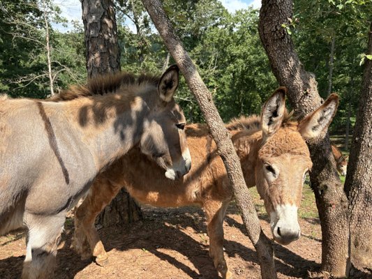 Doghobble Wine Farm by null