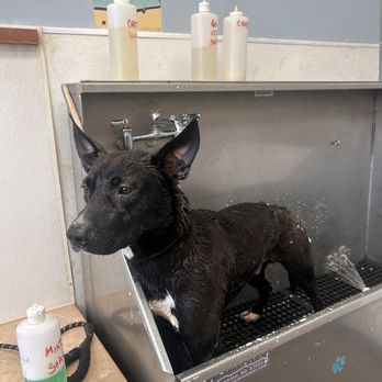 Bubbles Pet Spa - Pet Groomers Near Me - Encino, California Bubbles Pet Spa - Pet Groomers Near Me - Encino, California