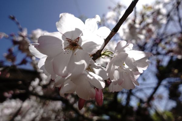 Japanese Tea Garden by null