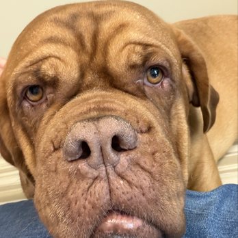 SAGE Veterinary Centers - Concord - My Diamond girl, the best Dogue de Bordeaux - Veterinarians Near Me - Concord, California SAGE Veterinary Centers - Concord - My Diamond girl, the best Dogue de Bordeaux - Veterinarians Near Me - Concord, California