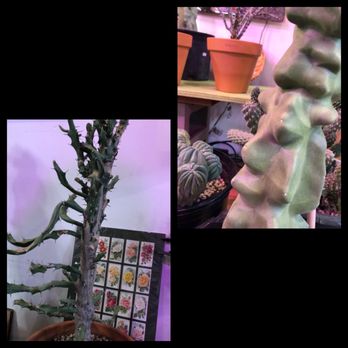 Fractal Cactus - Nurseries & Gardening Near Me - Minneapolis, Minnesota
