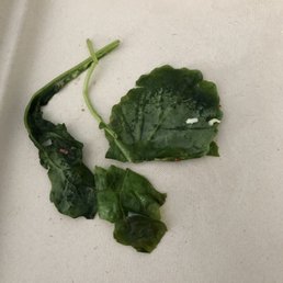 Lettuce on salad. Lettuce on salad.